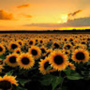 Meet your Posher, Suzanne